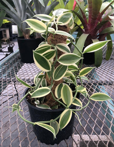 8" Orchid Vanilla Bean Super Variegated Pole